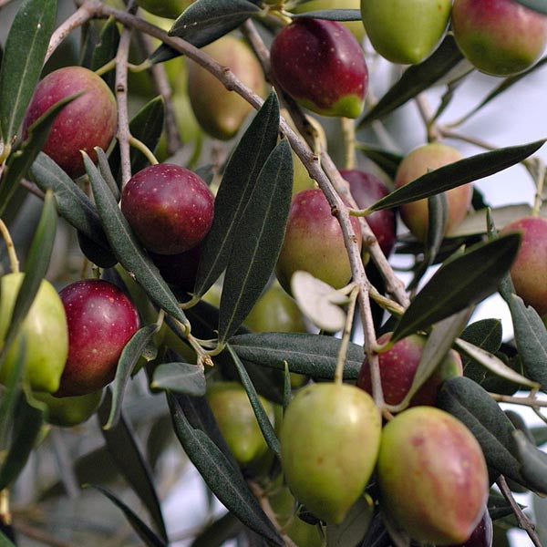 Olive 'Arbequina' (Olea europaea)