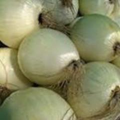 Allium sativa 'Siskiyou Sweet' (Onion) - Seed SS