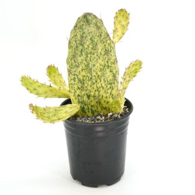 Opuntia cochenillifera 'Sunburst' (Paddle Cactus)