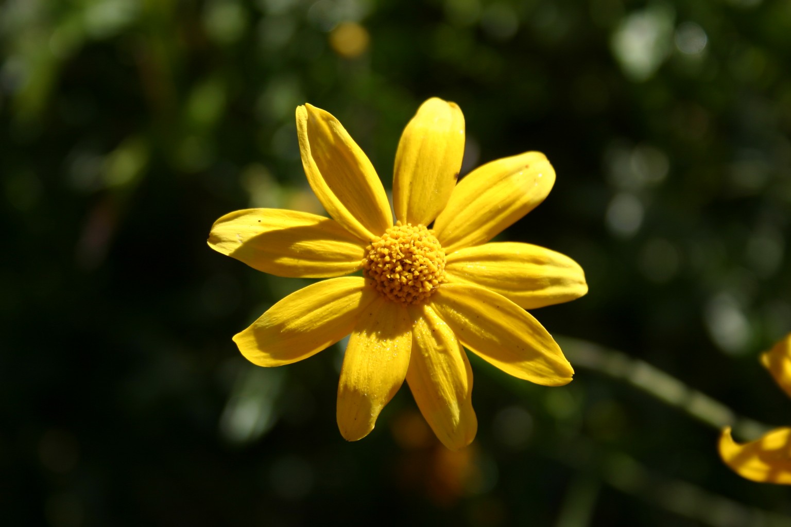 A single yellow, daisy-like flower.