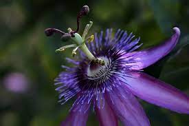 Passionflower 'Star of Bristol' (Passiflora hybrid) NN