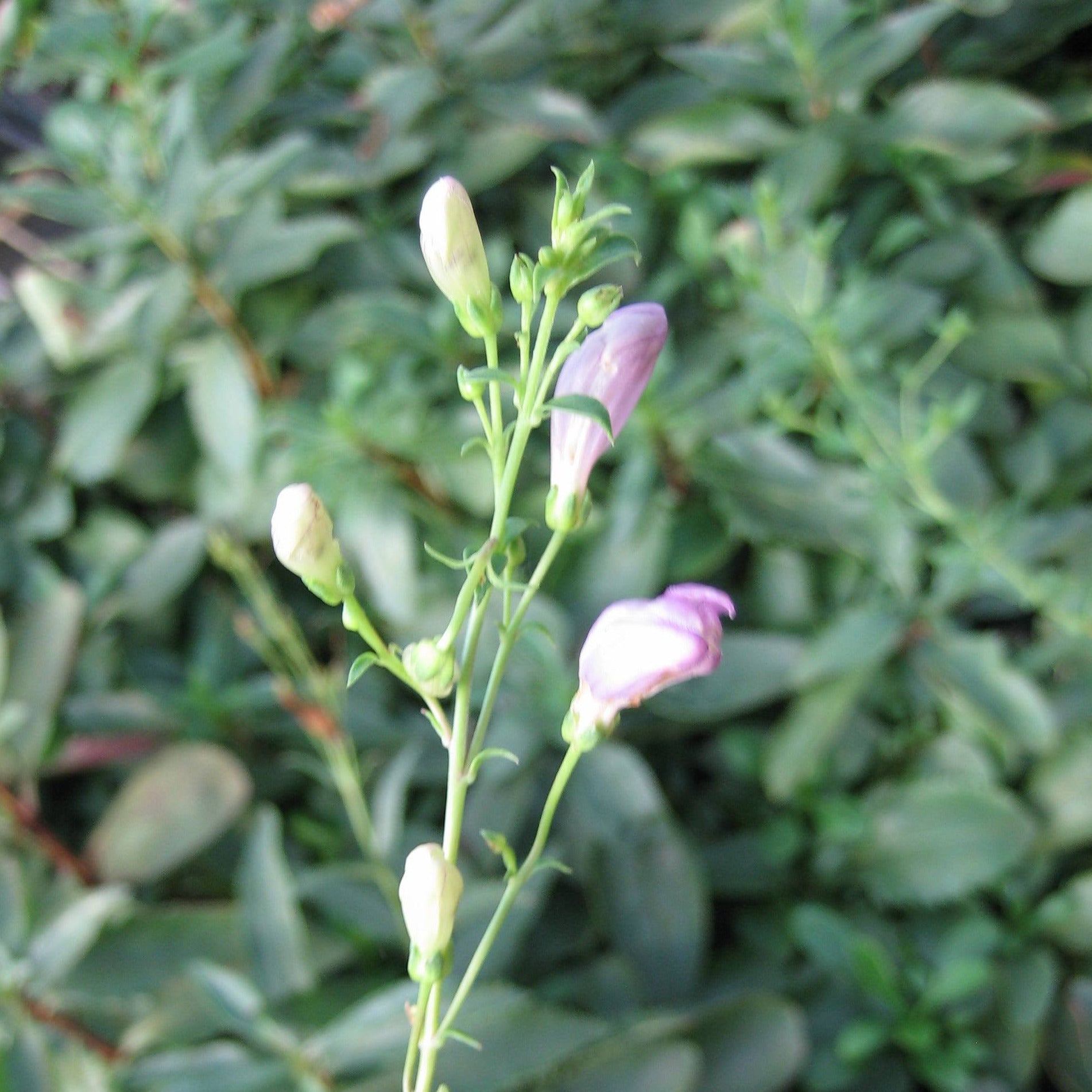 Purple and white, bud-like blooms on small branches emanating from a single green stalk. There are many darker green leaves in the background.