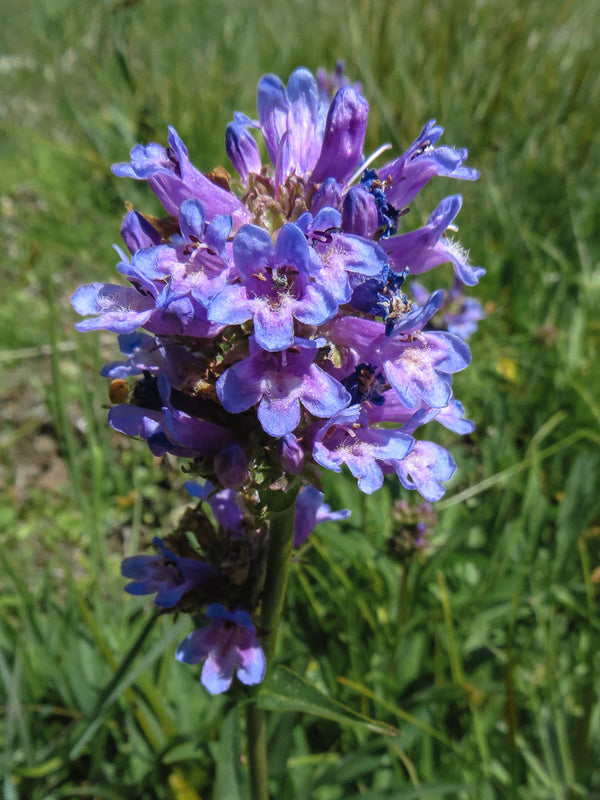 Penstemon rydbergii (Rydberg's Penstemon) CC RT - SymbiOp Garden Shop