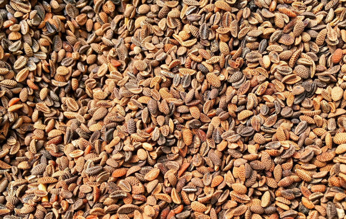 Many textured seeds ranging from light to dark brown. They are almost honeycomb-like.