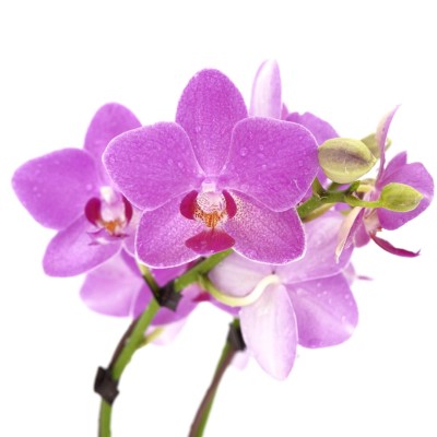 Phalaenopsis (Moth Orchid)