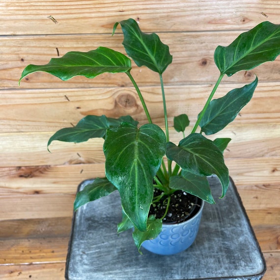 Philodendron 'Enzi'