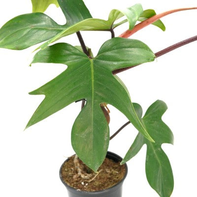 Philodendron 'Florida Beauty'