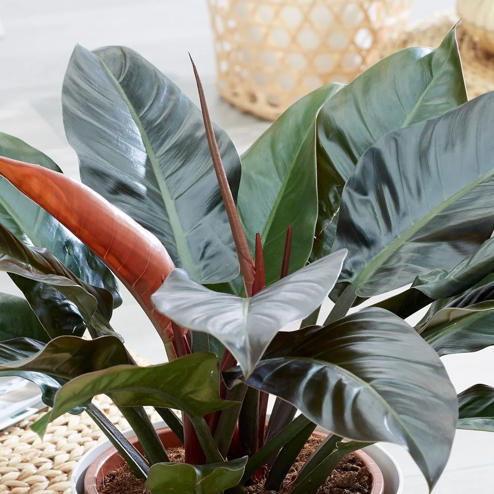 Philodendron 'Red Diamond'
