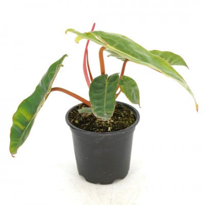 Philodendron billietiae (Billie Philodendron)
