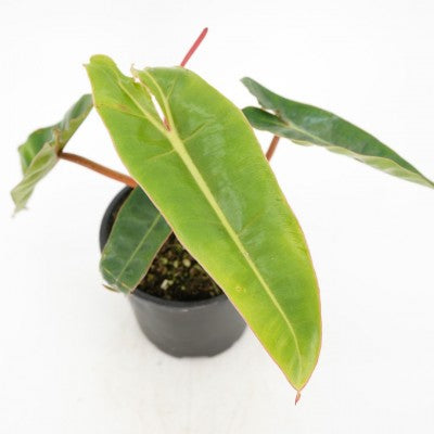 Philodendron billietiae (Billie Philodendron)