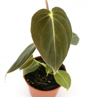 Philodendron melanochrysum (Black Gold Philodendron)