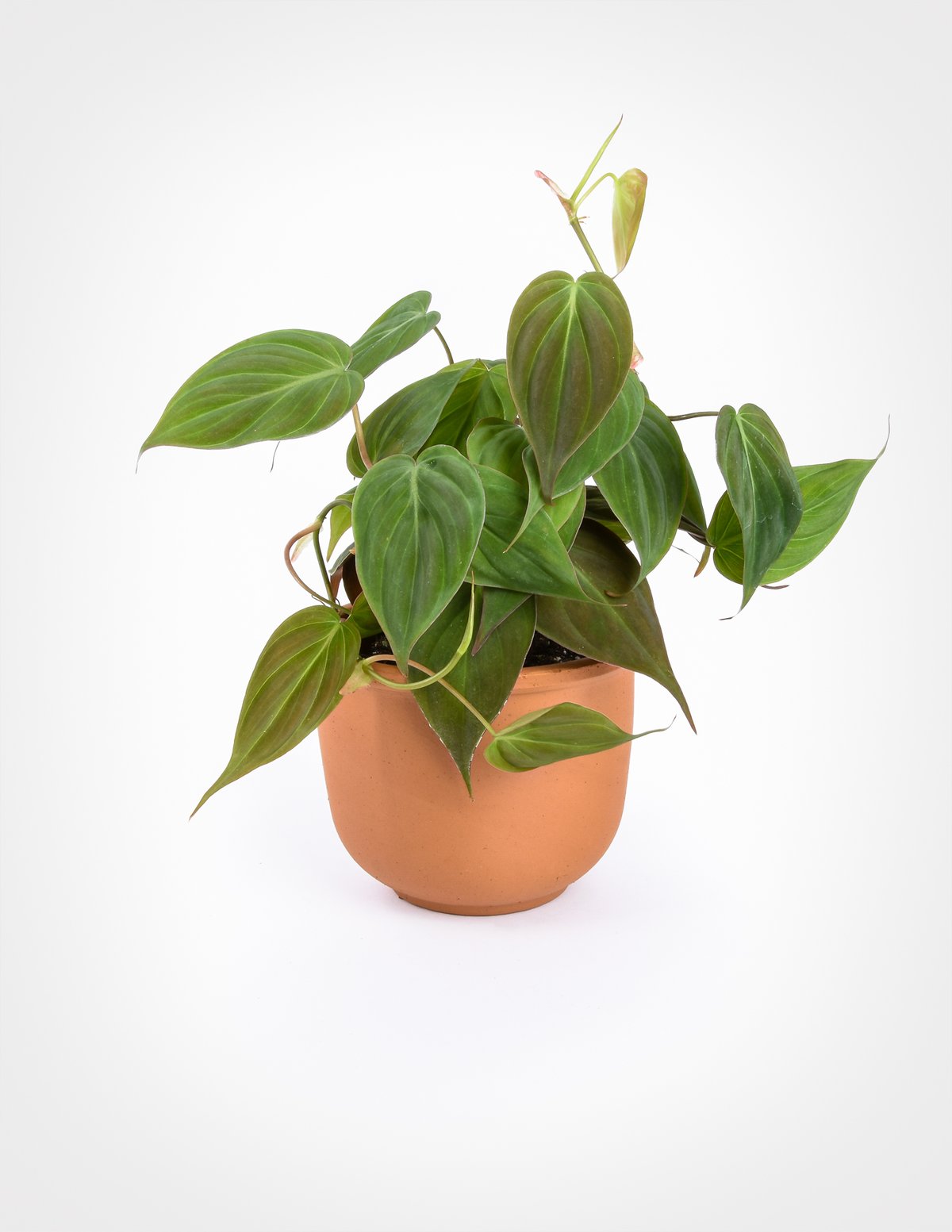 Potted plant with elongated heart-shaped leaves. The leaves are a bright green to purplish hue.