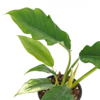 Philodendron bipinnatifidum 'Narrow' (Philodendron Tiger Tooth)
