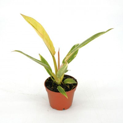 Philodendron Ring of Fire 2in