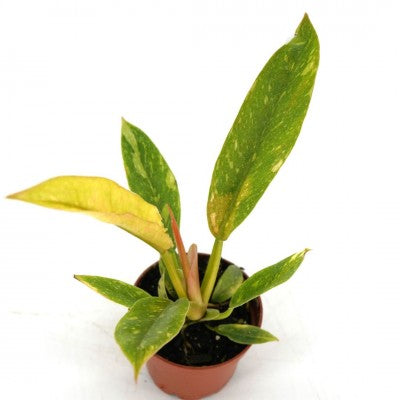 philodendron wendlandii 2 Philodendron Ring of Fire 2in