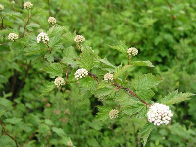 A green plant with reddish stems that resembles a blackberry bush. It has clusters of small white, pea-like flowers.
