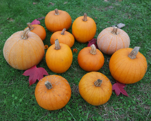 Pumpkin 'Pie Pumpkin Party' (Cucurbita pepo) - Seed AS