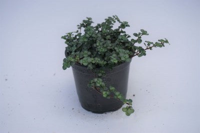 A plant with dark green, small and rounded green leaves. The leaves grow closely together on brown stems. The plant is growing in a black planter.