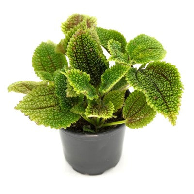 indoor moon valley friendship plant Pilea moon valley