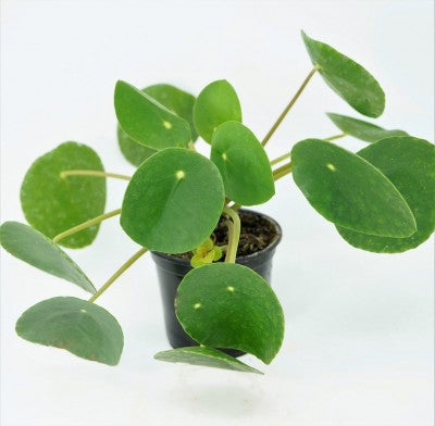 A plant with flat, nearly completely round leaves. The leaves grow singularly atop the light green stems.