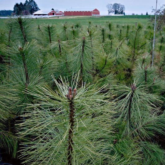 Many young ponderosa trees growing close together. They have long green needles and textured brown bark. There are red barns in the background.