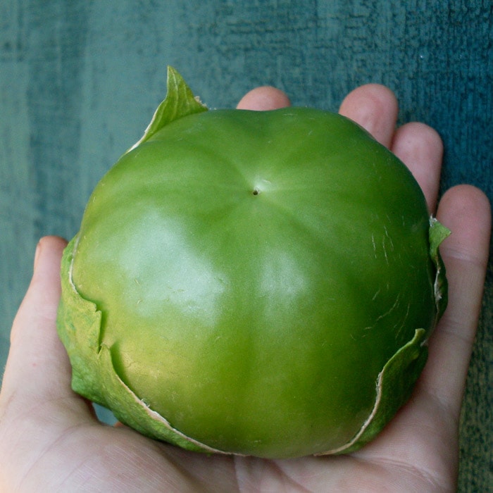 Physalis philadelphica 'Plaza Latina Giant Green' (Tomatillo) Seed AS