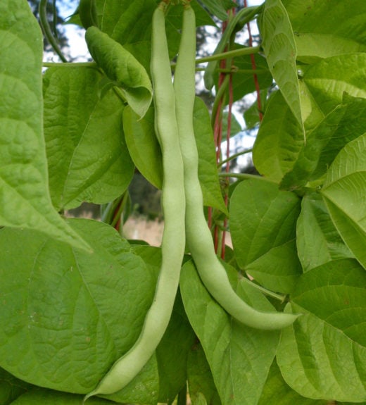 Bean, Pole Snap 'Trebona Romano' (Phaseolus vulgaris) - Seed AS