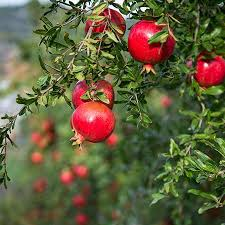 Pomegranate 'Wonderful' (Punica granatum) NN