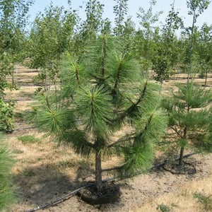A young ponderosa. It has very long, green needles and a single trunk with several branches.