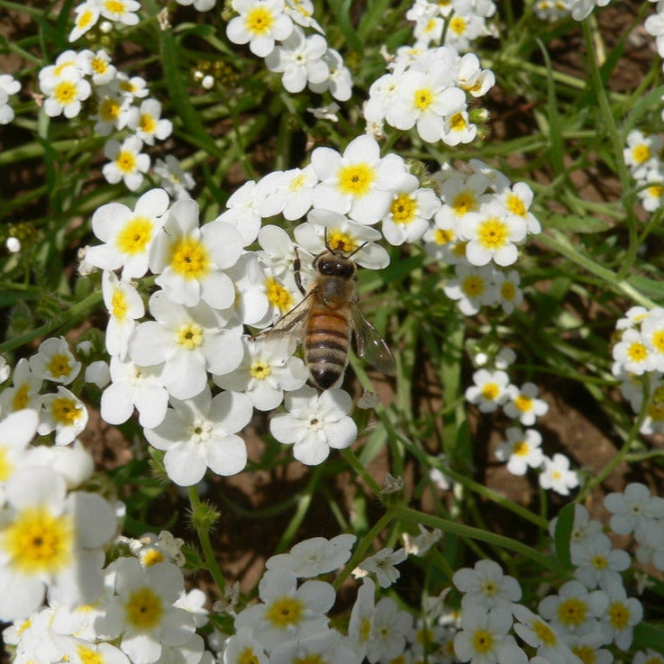 Small white flowers with yellow centers. The petals are small and rounded. There is a bee on some of the flowers.