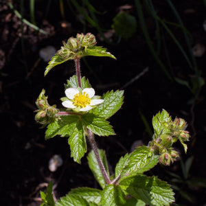 A long, reddish fuzzy stem has shiny, serrated green leaves spaced throughout. There is one flower near the top of the stem - it is white with a yellow center.