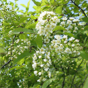 A flowering branch of chokeberry. The flowers are white and resemble cherry blossoms. Flowers are in large clusters.