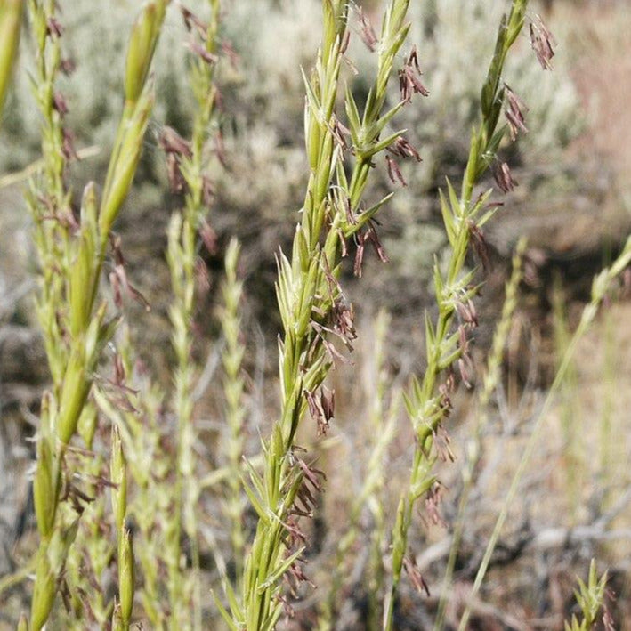 The yellow green stalks of the Bluebunch Wheatgrass plant are centered in the image. There are bunches of spiky seed pods all along the visible stalks. 
