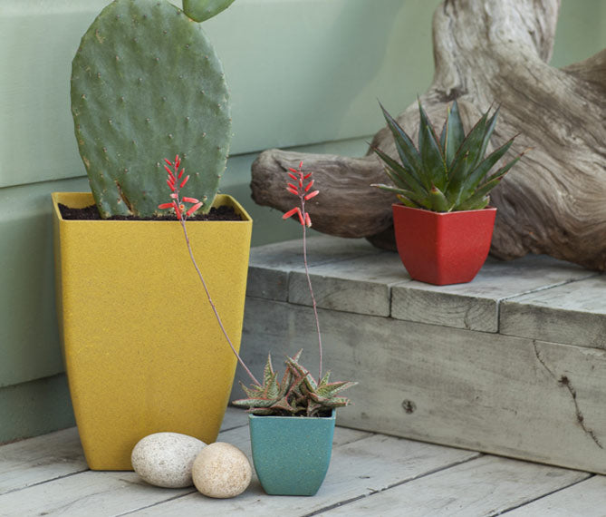 3 plants in square ecoforms planters of various colors.