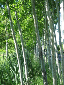 A group of white-barked aspens. They have thin trunks with leaves closer to the top of the plant. Leaves are green and plentiful.