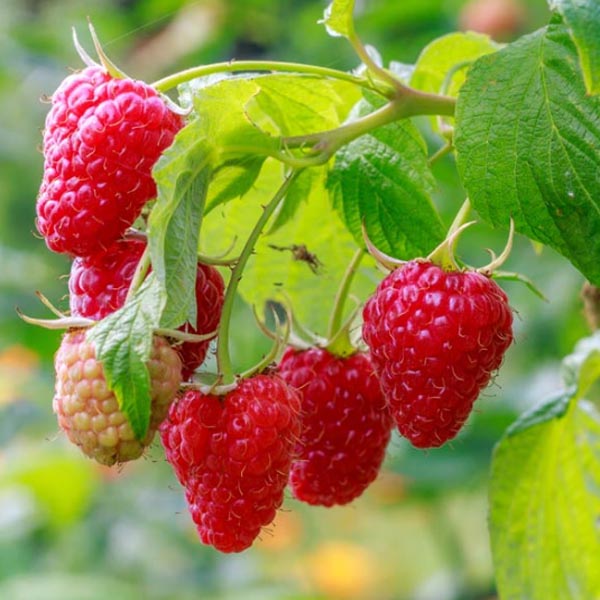 Raspberry 'Cascade Delight' (Rubus idaeus)