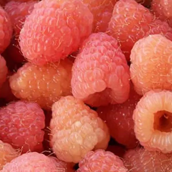 Raspberry ‘Double Gold’ (Rubus idaeus)