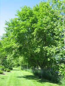 A full grown Red Alder. It has a large, single trunk with many branches. Green leaves can be seen covering the branches.