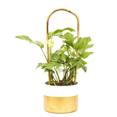 A green plant with a dozen leaves, some with holes and some without. It is growing from a white and gold pot and has a bamboo trellis to grow on.