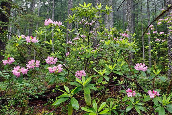 rhododendron philodendron Rhododendron macrophyllum (Pacific Rhododendron)