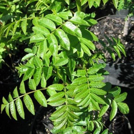 An almost fern-like young plant. The leaves grow on opposite sides of a single stem and are green, flat, and shiny.