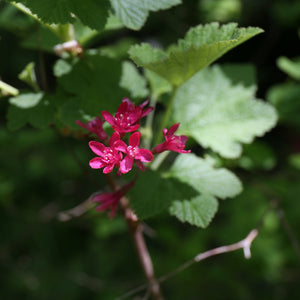A plant with textured green leaves and several small magenta flowers.