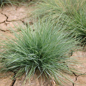 Bunches of light green colored grass growing from dry, cracked soil.