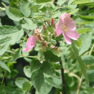 A close-up of a clustered wild rose plant. The flowers are a soft pink and slightly resemble cherry blossoms. There are several pink buds. The leaves are green with serrated edges.