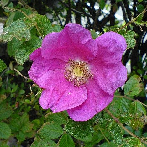 A big pink flower with a yellow, stamen-filled center. It has large, delicate looking petals and is surrounded by green leaves. Some thorns can be seen on the light brown branches.