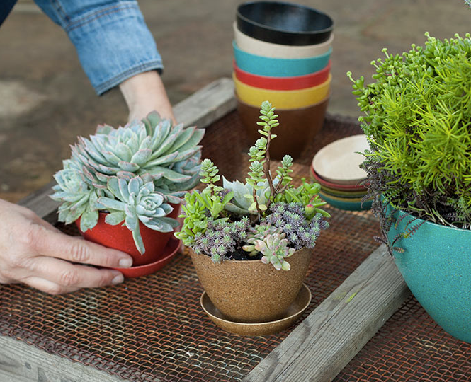 A variety of ecoforms planters and saucers, showing a range of colors including black, red, blue, yellow, and brown. There are potted plants in 3 of the planters.