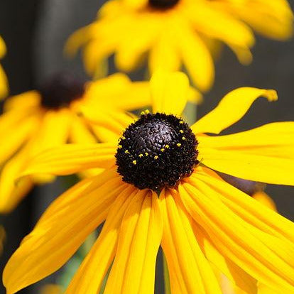 A bright yellow plant with a black center, like a miniature sunflower. The petals are thin and are pointed downwards.