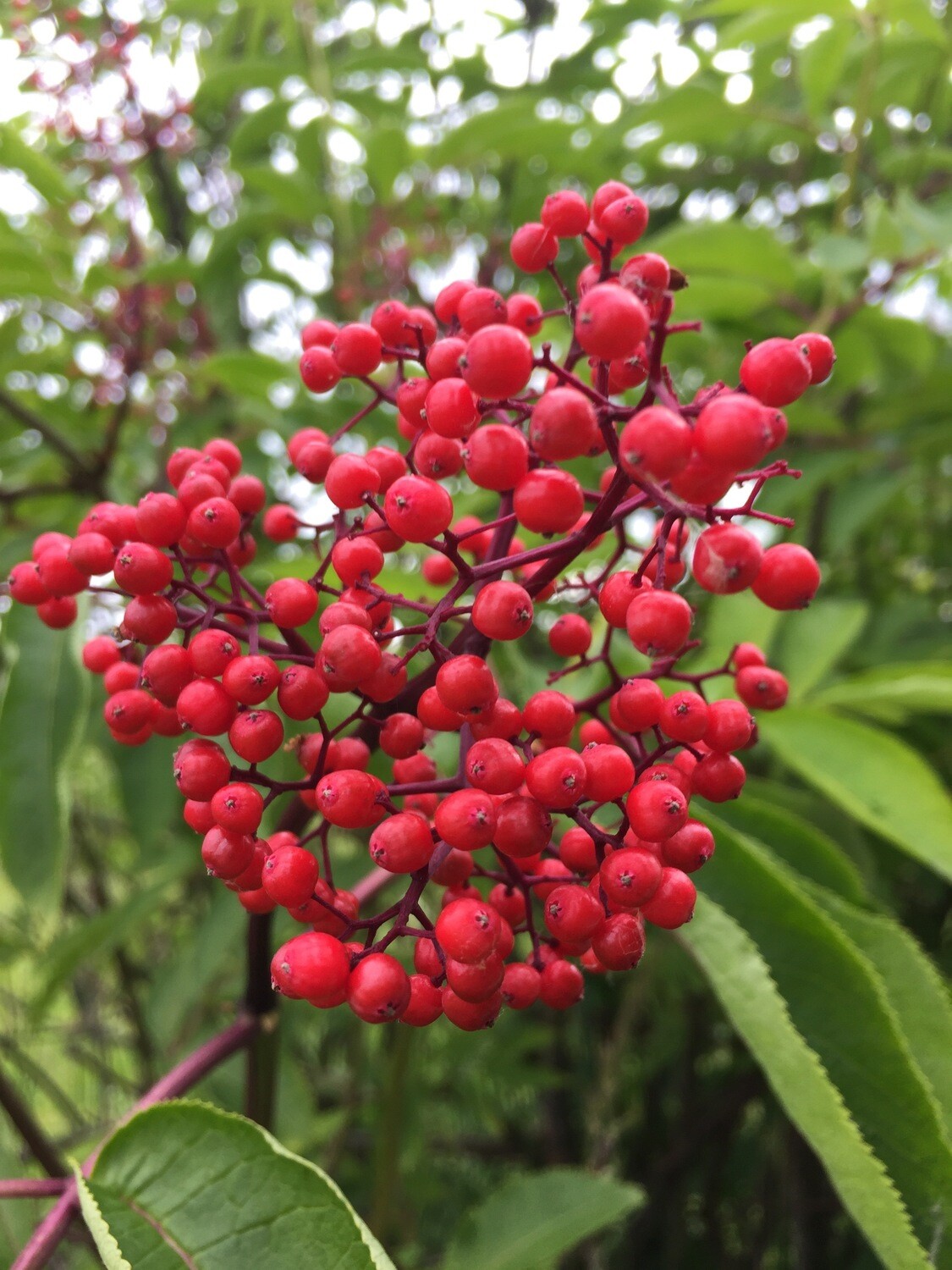 An elderberry plant with a cluster of bright red berries on a red stem. Leaves are green with serrated edges.
