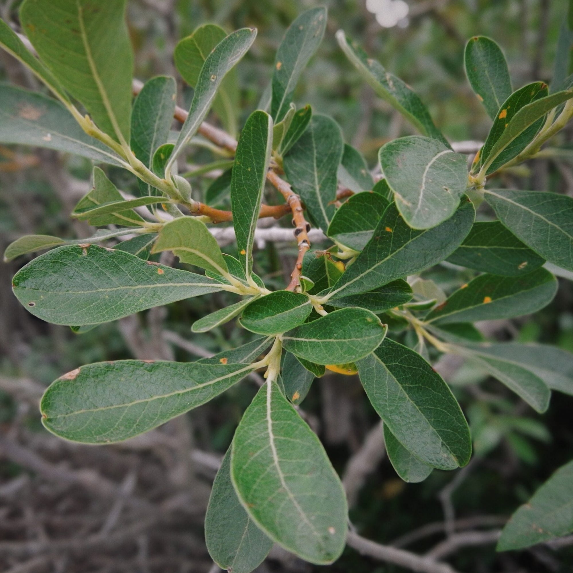Salix scouleriana (Scouler's Willow)