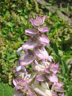 Salvia sclarea (Clary Sage) MG CC